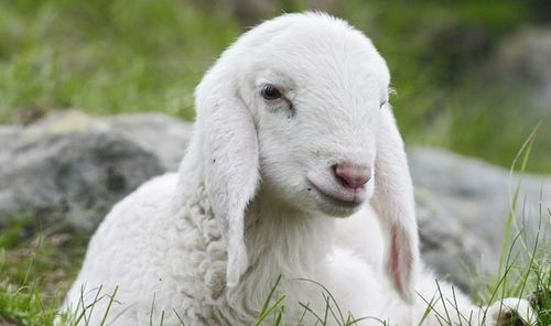 羊羊羊 多长个心眼,10月13特别重要,是你人生中最大 转运日