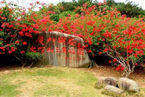 大帽山三角梅园,厦门市殿前到翔安大帽山三角梅园坐几路公交车-第4张图片