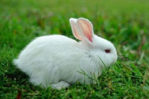 生肖兔2021年运势,4月有3大喜来临,属兔人速度看看是什么喜