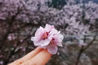 理县这漫山遍野的山桃花,诉说着藏地春天的秘密