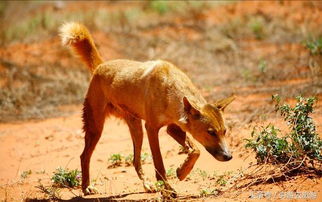 泛滥成灾的澳洲野狗,生态的另一种平衡 
