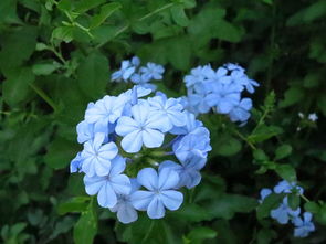 蓝花丹的花语及传说图片,蓝花丹的