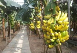 香蕉很好吃,但是它并非树上结的,而是草上结的,知道怎么回事吗