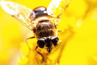 都什么能代替蜂花粉喂蜜蜂 使用方法是什么 