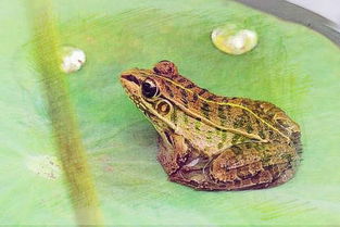 做梦梦见抓起青蛙是什么意思 周公解梦 
