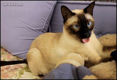 猫咪吐舌头,是在干什么 