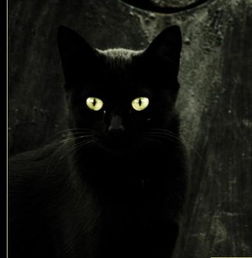 求纯黑猫图一张 
