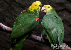 双黄头亚马逊鹦鹉饲养方法