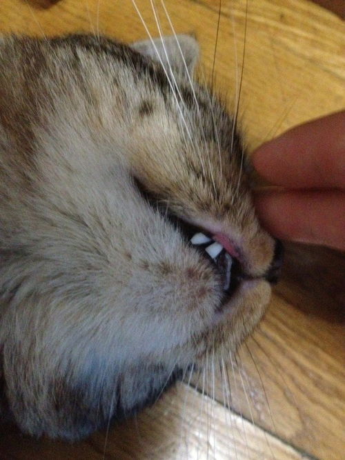 我家猫淘气不知道啃哪了,把嘴唇上的一块皮磨掉了,有事吗 还能长好不 有图片 
