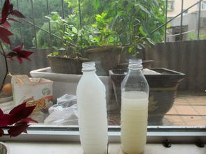 淘米水浇花需发酵多久,淘米水要发酵多久能浇花和蔬菜？