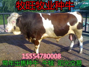 广西那里有黄牛种
