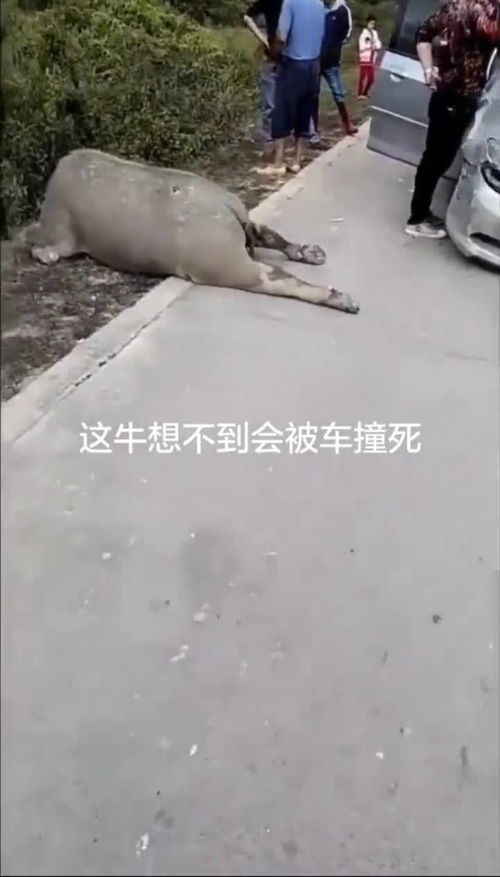 牛做梦都不会想到被车撞死,这是耽误你起飞了啊这个责任怎么判 