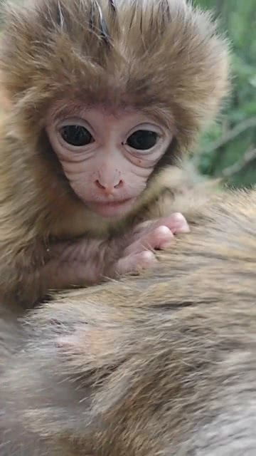 这只小猴子名字叫四月,因为它是在四月份生的 