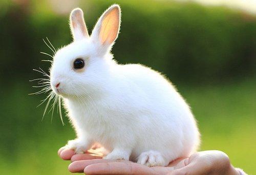 小白兔的外形特点 