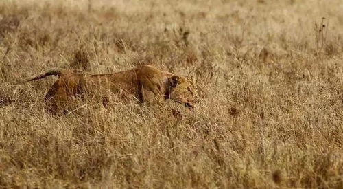 母狮飞快的在草丛中奔跑,捕到猎物后母狮的眼神出卖了它的内心