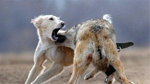 忠诚 为救小主人,3岁大的狗拼命扑向野狼,却遍体鳞伤倒在地上