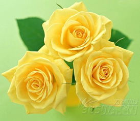 黄玫瑰花语是什么啊,黄玫瑰花语：爱情的希望，友情的永恒，生命的热情