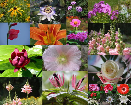 园林美丽的花朵拍摄高清图片