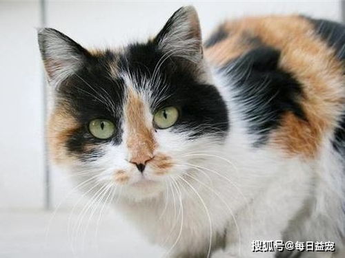 黑白橘三色公猫拍卖价130万元,据说出生率只有0.003