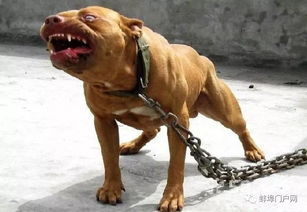蚌埠家里养狗的必看 一男子养狗咬人致死,狗主人被判刑并赔偿24万元
