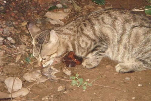 国外售价一只800美元的狸花猫,颇受外国人追捧但国人瞧不上