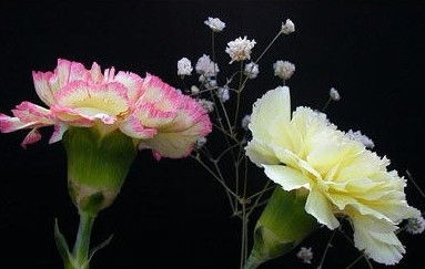 康乃馨的花语有哪几种,2.致敬