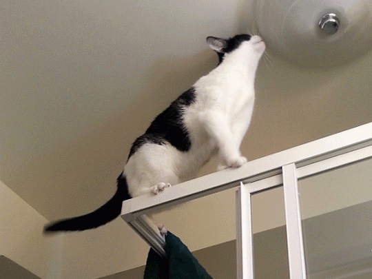 原创猫咪到底能跳多高 如何满足TA们的跳跃需求
