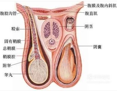 关于 裸感 无感 零感 内裤概念的由来