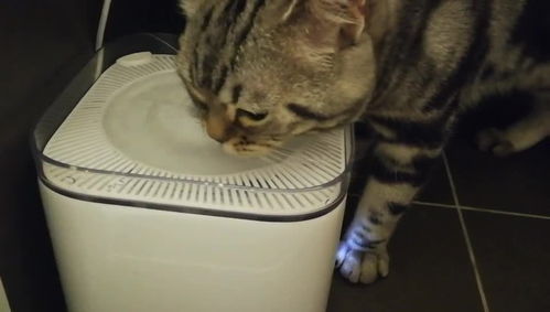 猫用电动饮水器哪种比较好 