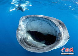 鲸鲨大嘴捕食似宇宙黑洞 潜水者险被吸入 