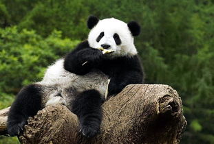 三年级关于大熊猫日记300字 我喜欢大熊猫 