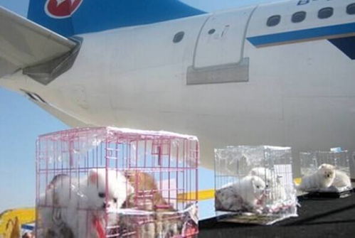 坐飞机能托运宠物狗吗 