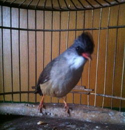 这种红嘴的鸟叫什么名 