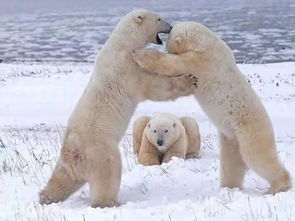 北极熊有哪些冷知识
