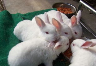兔子养殖方法