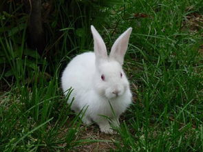 爱宠分享 小白兔总是拉稀死亡,小兔拉稀应该吃什么 