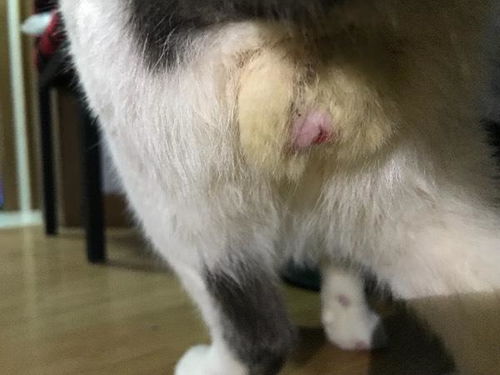 公猫绝育后一周伤口这样是不是发炎了 