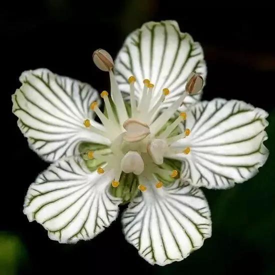 什么被引来了造句;毛茸茸的花蕊似什么？