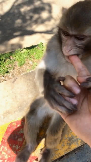 如果被猴子咬到手了,应该怎么办呢 