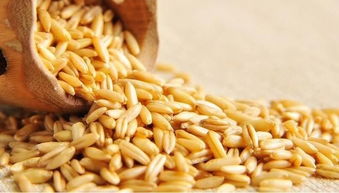 燕麦米和小麦米的图片 燕麦米尽量少吃为什么
