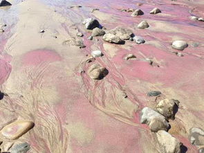 purple sand beach massachusetts,Geographical Location