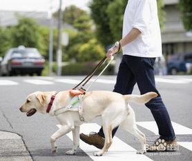 导盲犬是如何得知主人的指令的 