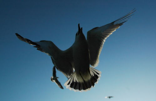 黑尾海鸥 
