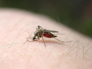 家里最近有很多蚊子 怎么驱赶他们啊 