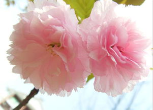西洋樱花花语,西洋樱花盛放，浪漫满溢，为你诠释不一样的花语