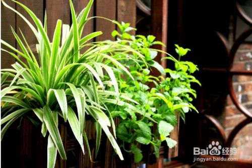 适合室内养的绿植抗寒,室内耐寒植物有哪些