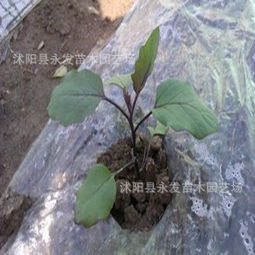 批发蔬菜苗茄子苗长不老茄子盆栽黄瓜苗蔬菜苗易生种植供应商 批发蔬菜苗茄子苗长不老茄子盆栽黄瓜苗蔬菜苗易生种植供应商 