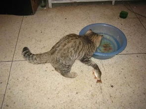 猫咪其实不喜吃鱼,铲屎官大量喂食将导致爱猫出现四点不良反应