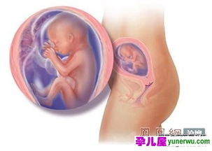 五个月胎儿有多大