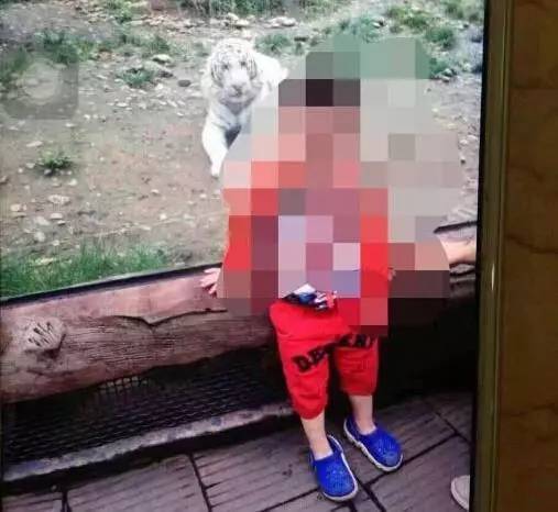 不长记性 游客在动物园开窗喂熊被咬 伤者讲述事发经过